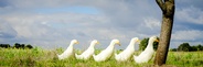 We'll help you get all your ducks in a row